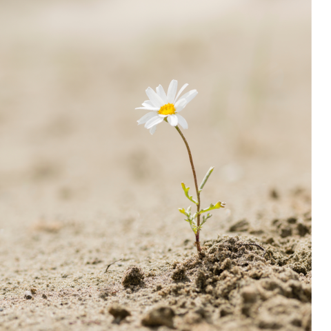 flower growing in desert