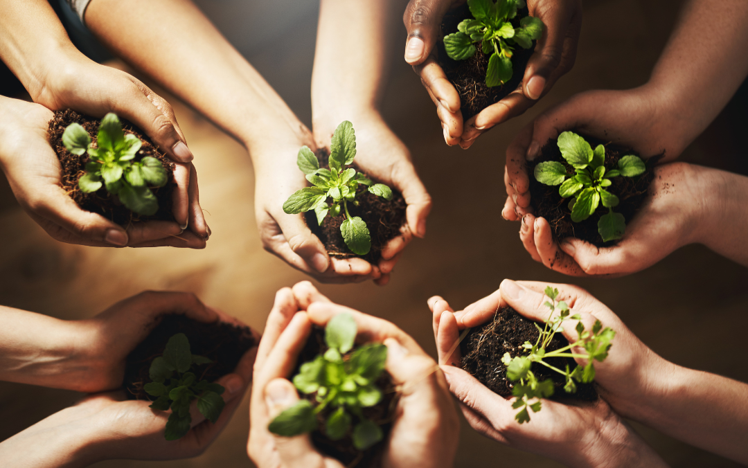 hands holding plants